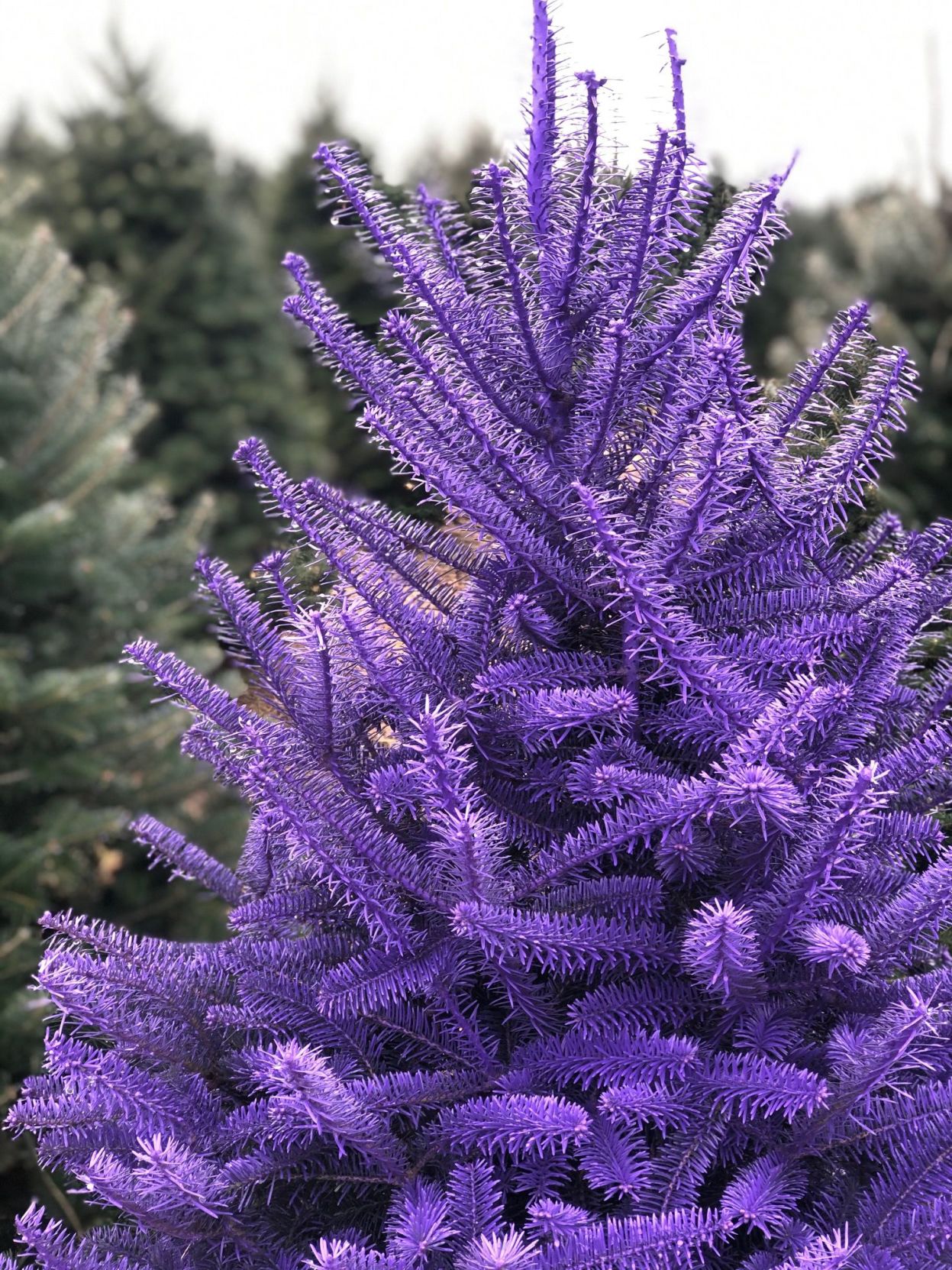 12-4-19 Beck Tree Farms 4.jpg